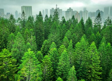 Czym są drzewa tlenowe i dlaczego warto je sadzić?